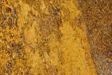 Polished Miriam Stone Slab - India #167775-1